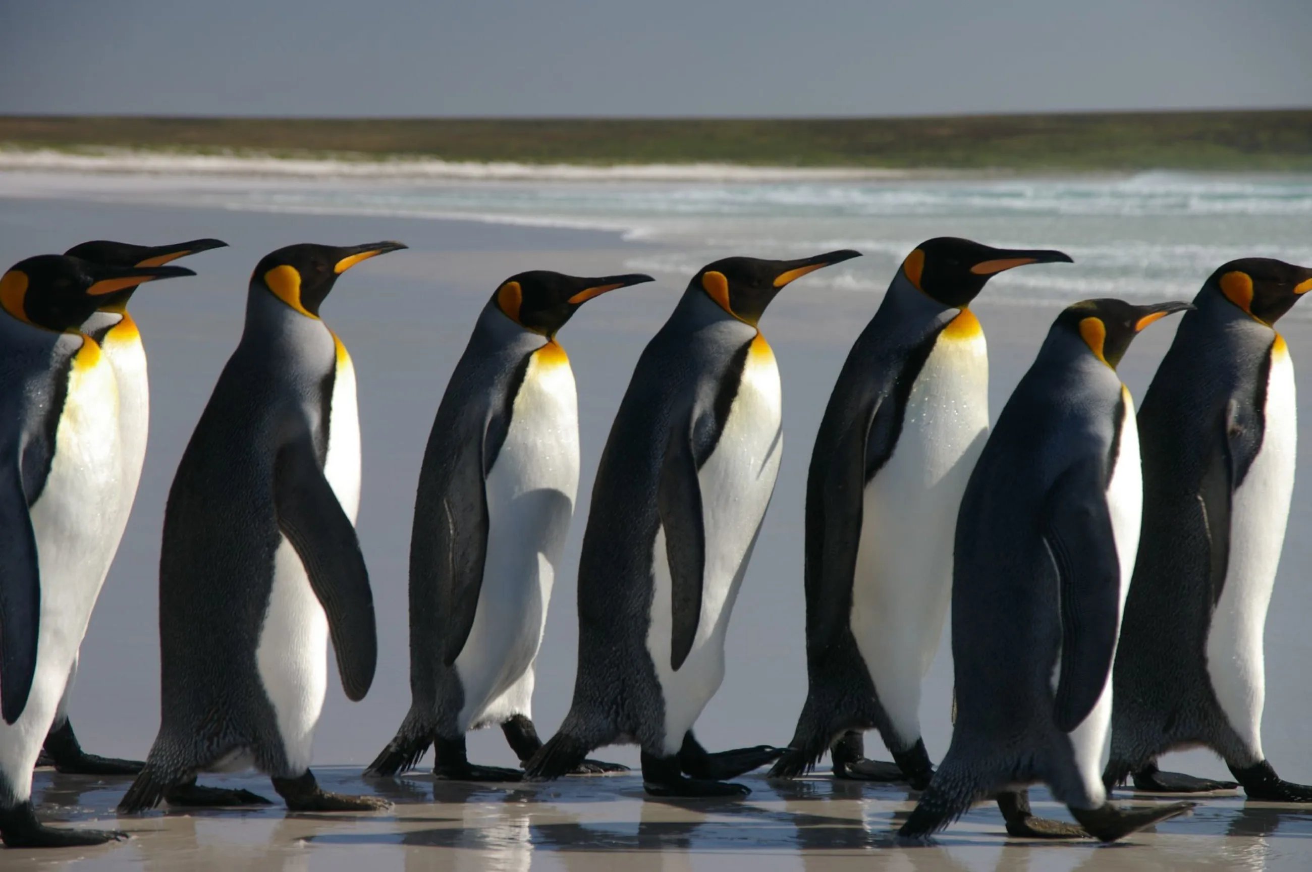 Falkland Islands Penguins 40